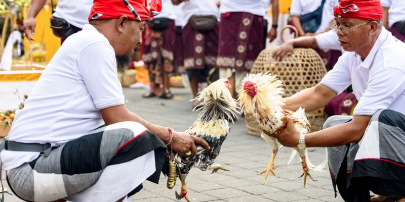 Những kinh nghiệm nên biết khi tham gia xem tường thuật đá gà